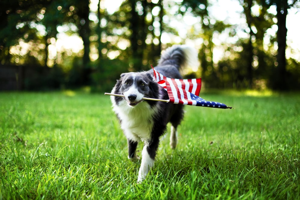 Dog running through grass holding American flag in its mouth