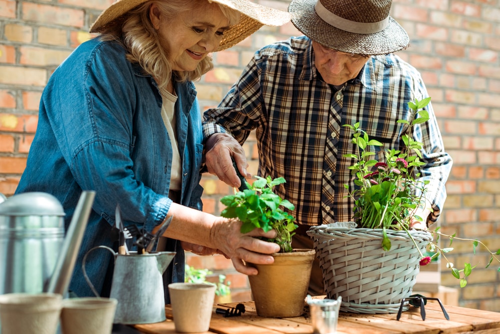 Senior man and woman planting two plants in pots