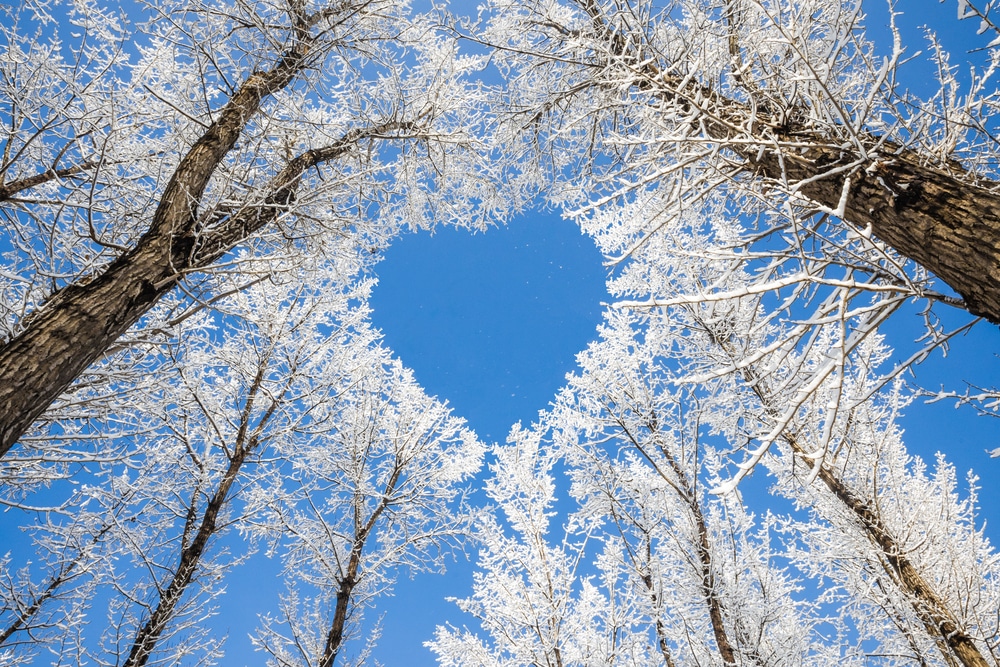 View up into trees, which are covered in ice and making heart shape
